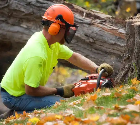 tree services Angola